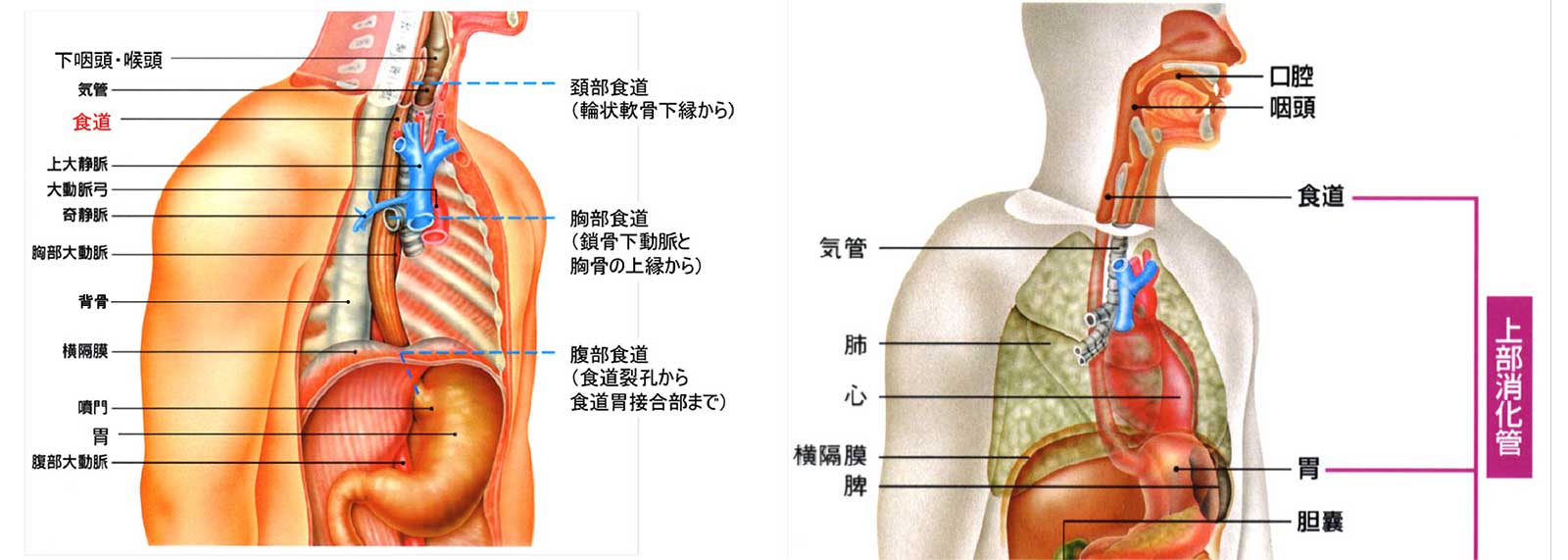 食道がん 外科の主な疾患と治療方法 江戸川病院